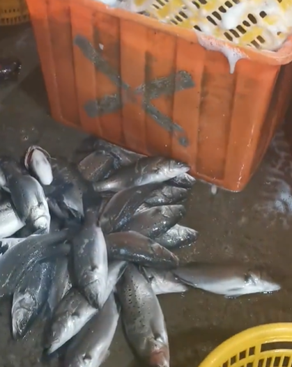 配资平台安全查询官网 为啥大型连锁餐厅不敢用活鱼？活鱼运输要加麻醉剂，想吃活鱼就等同于吃进了麻醉剂